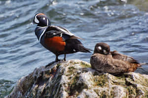 Harlequin Ducks Restingon Rock Wallpaper