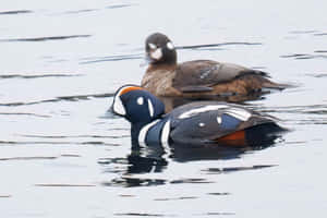Harlequin Ducks Swimming Wallpaper
