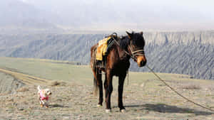 Harmonious Friendship Between Horse And Dog Wallpaper