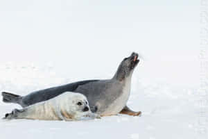 Harp Seal Motherand Pupon Ice Wallpaper