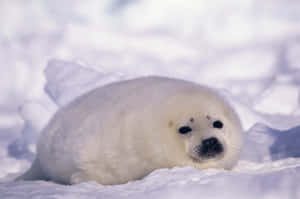 Harp Seal Pup Restingon Ice Wallpaper