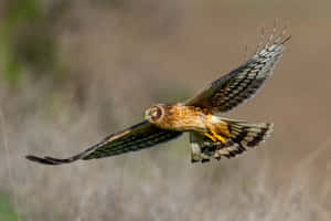 Harrier Hawk In Flight Wallpaper