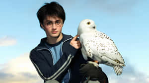 Harry Potter With Hedwig Wallpaper