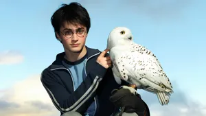 Harry Potter With Hedwig Wallpaper