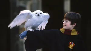 Harry Potter With Hedwig Wallpaper