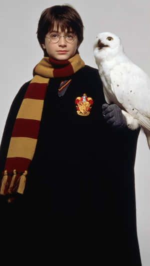 Harry Potter With Hedwig Wallpaper
