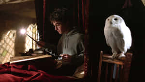 Harry Potter With Hedwig Wallpaper