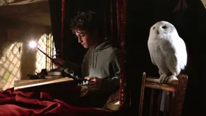 Harry Potter With Hedwig Wallpaper