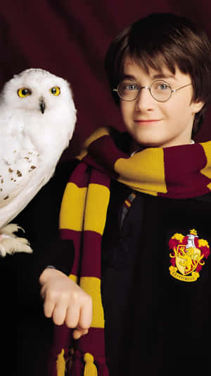 Harry Potter With Hedwig Wallpaper