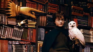Harry Potter With Hedwig Wallpaper