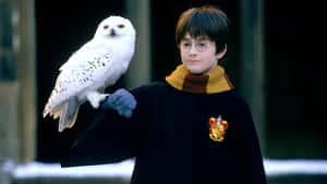 Harry Potter With Hedwig Wallpaper