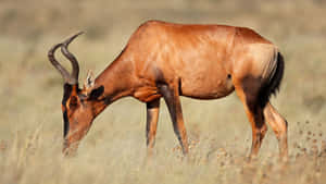 Hartebeest Grazingin Savannah.jpg Wallpaper