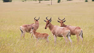 Hartebeest Herdin Grassland Wallpaper