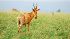 Hartebeest Looking Backin Savannah Wallpaper