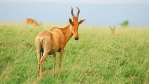 Hartebeest Looking Backin Savannah Wallpaper