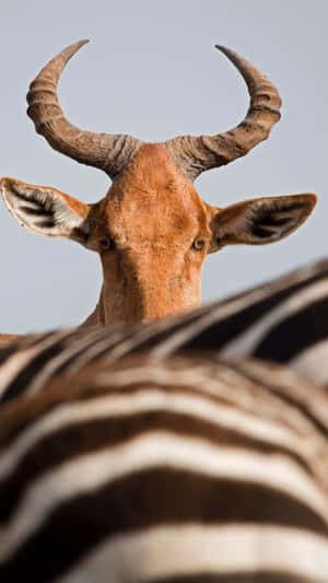 Hartebeest Peeking Over Zebra Stripes Wallpaper