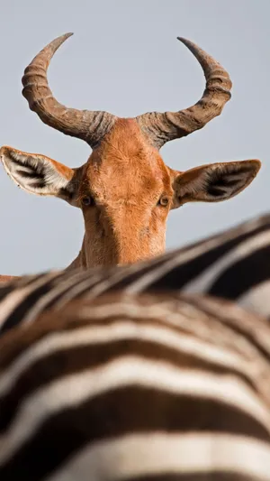 Hartebeest Peeking Over Zebra Stripes Wallpaper