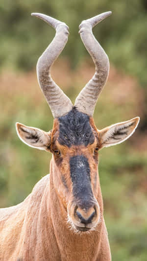 Hartebeest Portrait Close Up.jpg Wallpaper