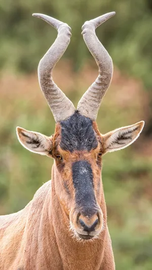 Hartebeest Portrait Close Up.jpg Wallpaper
