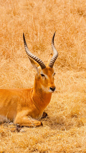 Hartebeest Restingin Savannah Grass Wallpaper