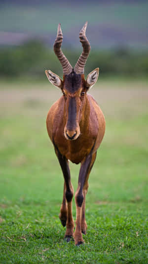 Hartebeest Standing In Grassland.jpg Wallpaper