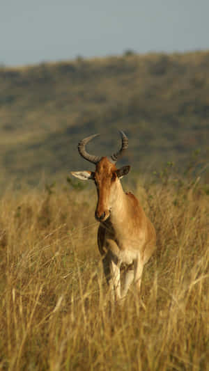 Hartebeest Standing Tallin Savannah Wallpaper