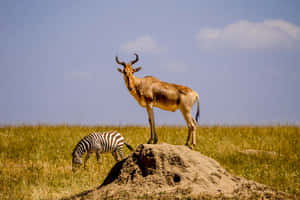 Hartebeest Standing Tallon Mound Wallpaper