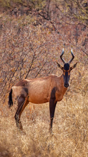 Hartebeest Standingin Savanna Wallpaper