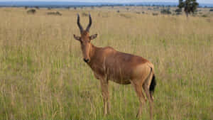 Hartebeest Standingin Savannah Grass Wallpaper