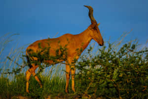 Hartebeestin Savanna Grasslands.jpg Wallpaper