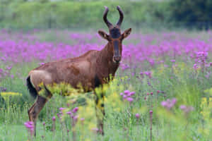 Hartebeestin Wildflower Meadow.jpg Wallpaper