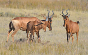 Hartebeests Grazingin Grassland.jpg Wallpaper