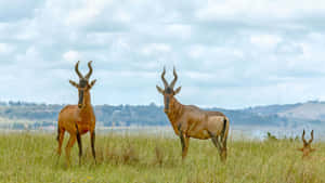 Hartebeestsin Grassland Savanna Wallpaper