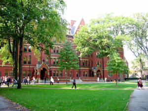 Harvard University Yard Trees Wallpaper