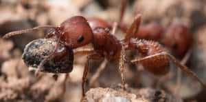 Harvester_ Ant_ Carrying_ Food.jpg Wallpaper