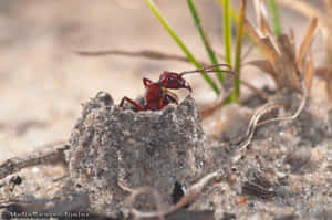 Harvester Ant Emerging From Nest Wallpaper