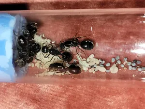 Harvester Ants Tending Brood Wallpaper