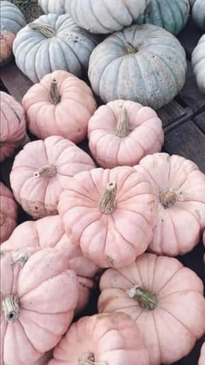 Harvesting The Bounty Of A Pink Pumpkin Patch Wallpaper