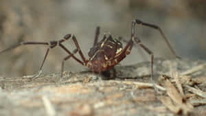 Harvestman Spideron Bark Wallpaper