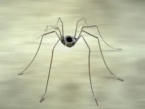Harvestman Spideron Blurry Background Wallpaper
