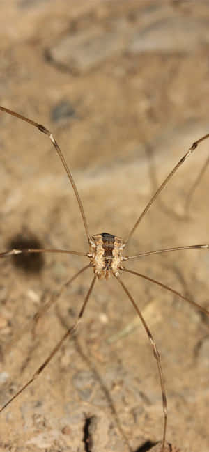 Harvestman Spideron Earth Tone Background Wallpaper