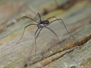 Harvestman Spideron Wooden Surface Wallpaper