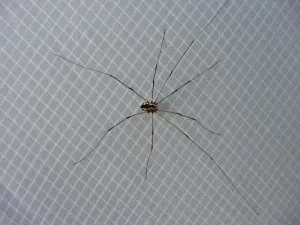 Harvestmanon Geometric Background Wallpaper