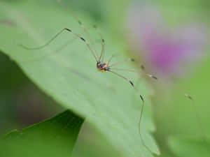 Harvestmanon Green Leaf Wallpaper