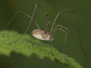 Harvestmanon Green Leaf Wallpaper