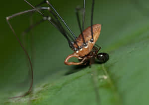 Harvestmanon Green Leaf Wallpaper