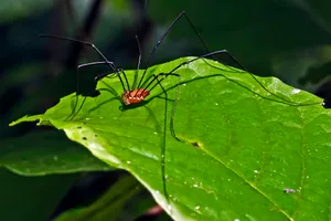 Harvestmanon Green Leaf Wallpaper