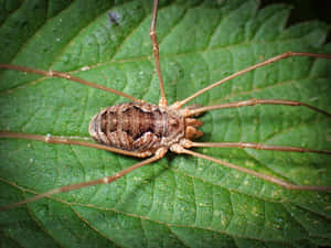 Harvestmanon Green Leaf Wallpaper