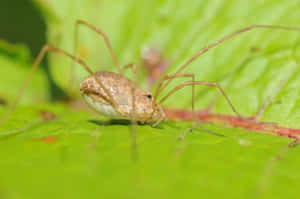 Harvestmanon Green Leaf Wallpaper