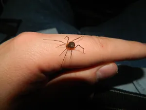 Harvestmanon Human Hand Wallpaper